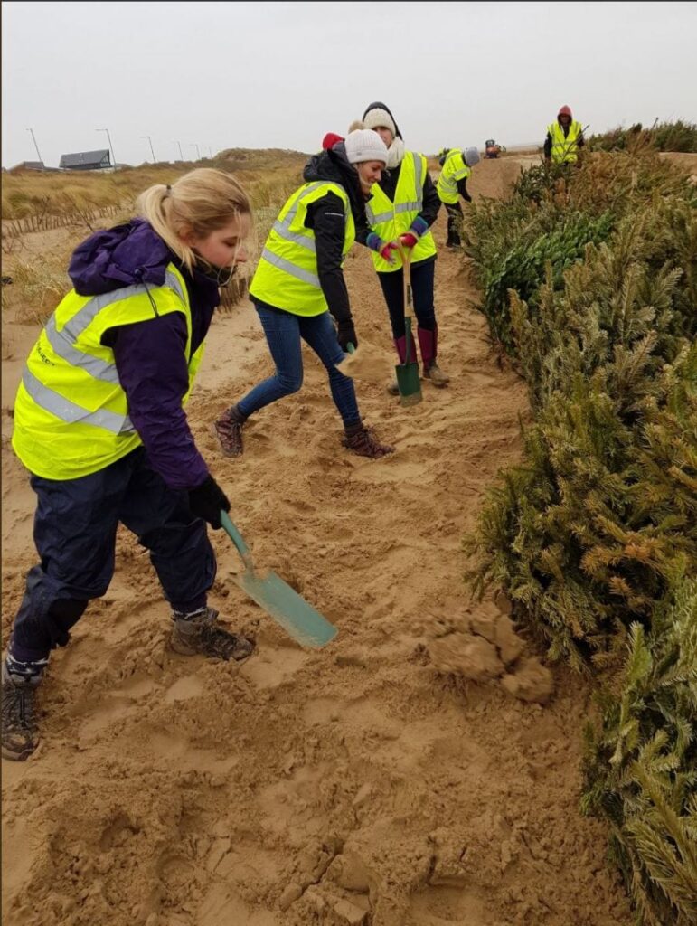Planting Christmas trees in St Annes Sand dunes