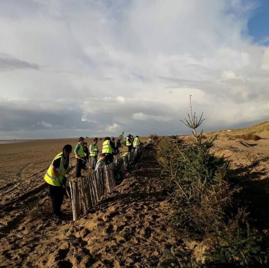 Planting Christmas trees in St Annes Sand dunes