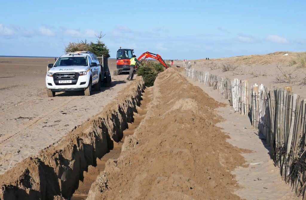 Burying the recycled trees in the dunes at St Annes