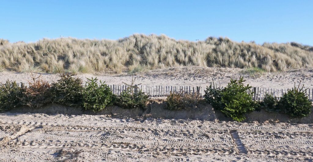 Burying the recycled trees in the dunes at St Annes. Photo: Sue Massey