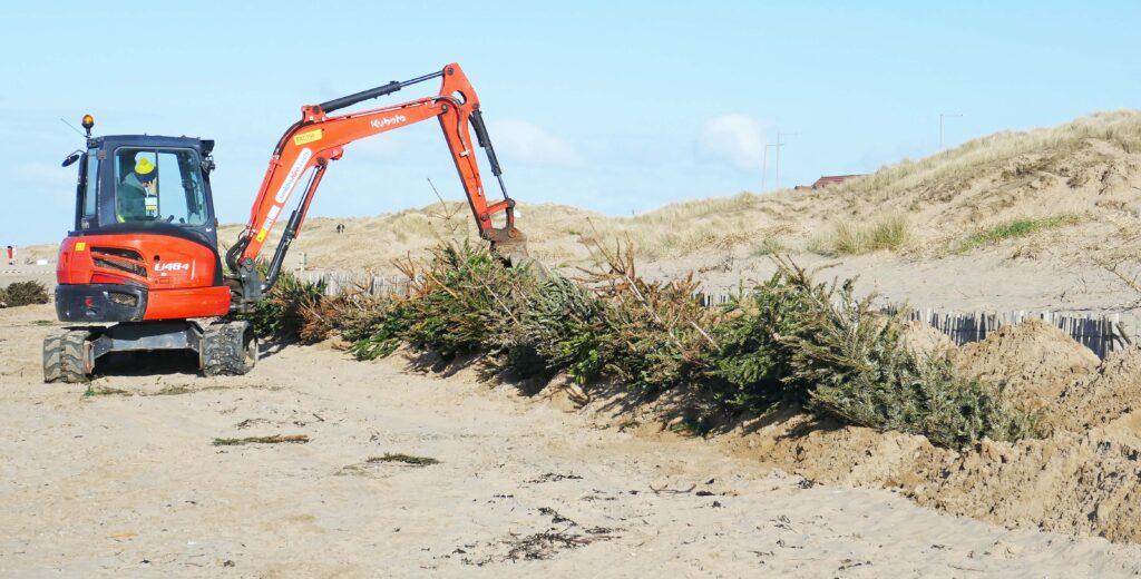 Burying the recycled trees in the dunes at St Annes. Photo: Sue Massey