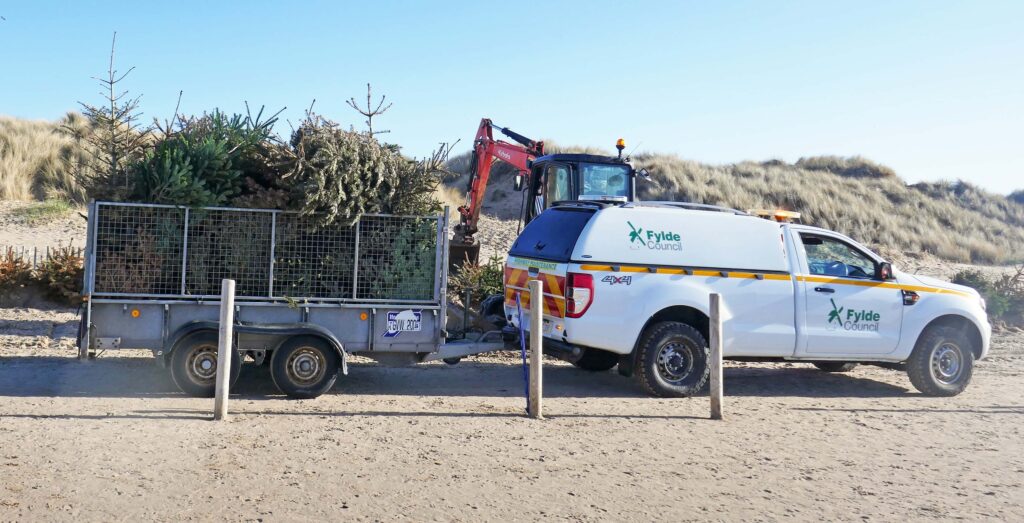Burying the recycled trees in the dunes at St Annes. Photo: Sue Massey