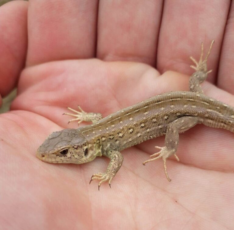 Sand Lizard, reintroduced at St Annes Sand Dunes