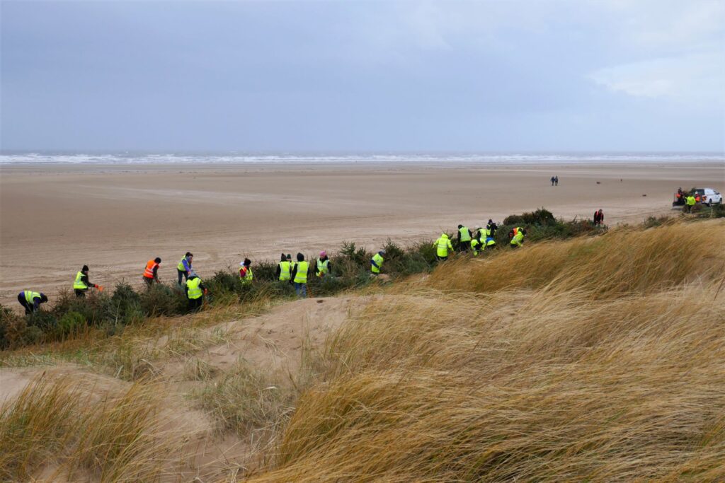Christmas trees in St Annes Dunes. Photo: Sue Massey