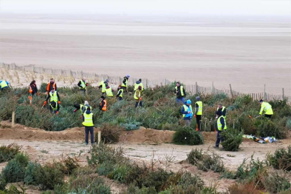 Planting Christmas trees in St Annes Dunes. Photo: Sue Massey