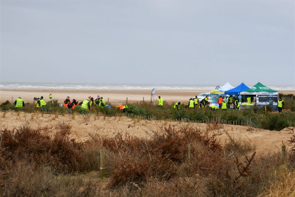 Planting Christmas trees in St Annes Dunes. Photo: Sue Massey